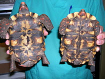 Sexual dimorphism in adult red-footed tortoise (Chelonoidis carbonaria). Left: male (concave plastron, long tail), right: female (flat plastron, short tail) small repro only
