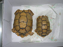 Sexual differences between female (left) and male (right) adult Egyptian tortoises (Testudo kleinmanni). dorsal view. Captive animals. small repro only