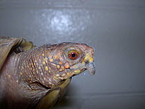 Beak overgrowth in Eastern box turtle (Terrapene carolina). This is a common condition in captive chelonians. Captive animal. Small repro only