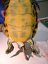 Phallus/penile prolapse in a captive Yellow bellied slider (Trachemys scripta). Small repro only