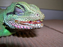 Stomatitis in a captive Chinese water dragon (Physignathus cocincinus). This is a common condition in captive water dragons, as they are nervous and hit themselves against glass.