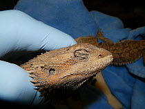 Captive bearded dragon (Pogona vitticeps) suffering from mite infestation. Small repro only