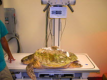 Loggerhead sea turtle (Caretta caretta) under rehabilitation getting ready for a radiograph. Rehabilitation centre, Georgia, United States Small repro only