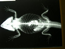 Radiography of a captive Bearded dragon (Pogona vitticeps) with sand impaction, a common condition in captive reptiles. small repro only