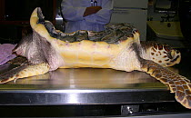 Loggerhead sea turtle (Caretta caretta) juvenile with severe malformation due to inadequate feeding (excessive protein). Small repro only.
