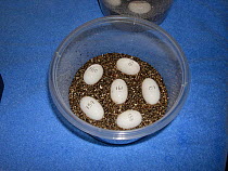 Artificial incubation of eggs obtained from wild female Diamondback terrapins (Malaclemys terrapin) that died after a road traffic accident. Georgia, United States, Rehabilitation Centre. Small repro...