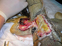Burn from heat lights in a captive green iguana (Iguana iguana). Burns are common in captive reptiles. Small repro only