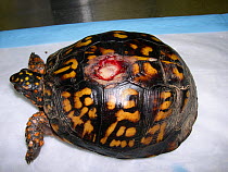 Eastern box turtle (Terrapene carolina) wild animal with carapacial fracture from a lawn mower. This is a common problem in wild box turtles from semi-urban areas. Small repro only.