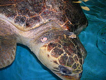 Loggerhead sea turtle (Caretta caretta) under rehabilitation with fibropapillomatosis affecting the neck. This is a common disease in some wild populations of sea turtles. Georgia, United States  sma...