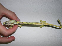 Captive veiled chameleon (Chamaeleo calyptratus). This animal is extremely thin (cachectic) and has metabolic bone disease due to inadequate husbandry. Problems related to husbandry deficiencies are v...