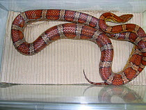 Gastric hyperplasia in a captive corn snake (Pantherophis guttatus). This is a common and often fatal infection in captive snakes. Small repro only