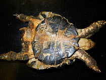 Deformed Hermann&#39;s tortoise (Testudo hermanni). This is a common condition in Mediterranean tortoises kept in cold weathers or under inadequate husbandry. Small repro only