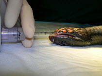 Endotracheal intubation in a wild Eastern indigo snake (Drymarchon couperi) anesthetized for a minor surgery small repro only