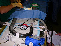 Surgical site and procedure in a wild Eastern indigo snake (Drymarchon couperi) in order to place a subcutaneous radiotransmitter for a conservation project. Small repro only