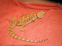 Cachectic or emaciated captive Bearded dragon (Pogona vitticeps) confiscated by police due to poor care&#39;United Kingdom. Small repro only
