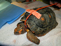 Oesophagostomy tube placed in a captive Red-footed tortoise (Chelonoidis carbonaria). These tubes are placed for animals that refuse eating by themselves. Small repro only.