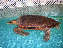 Loggerhead sea turtle (Caretta caretta) with abnormal buoyancy (floater). This is a common condition in sea turtles after being hit by a boat. Rehabilitation centre, Georgia, United States  small rep...