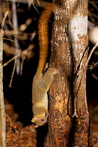 Coquerel's giant mouse lemur (Mirza coquereli), climbing down tree at night, Kirindy forest Private Reserve, Madagascar, Endangered, Endemic.