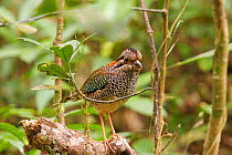 Scaly ground roller (Geobiastes squamiger) perched, Mantadia National Park. Madagascar, Vulnerable, endemic.