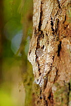 Leaf tailed gecko (Uroplatus phantasticus) in rainforest of Atsinanana, Marojejy National Park, Madagascar, Endangered, endemic.