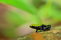 Marojejy green-backed mantella frog (Mantella manery) Marojejy National Park, Madagascar, Vulnerable, endemic.
