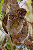 Eastern woolly lemur (Avahi laniger) female and infant huddled in a tree. Anjozorobe Special Reserve, Madagascar, Vulnerable, endemic.
