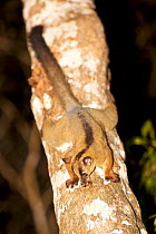 Pale fork-marked lemur (Phaner pallescens), drinking sap, Kirindy Forest Private Reserve, Madagascar, Endangered, Endemic.