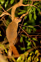 Coquerel's giant mouse lemur (Mirza coquereli) sitting in tree, Kirindy Forest Private Reserve, Madagascar. Endangered.