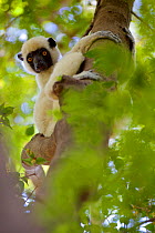 Sifaka de Decken (Propithecus deckenii), sitting in tree, Tsingy de Bemaraha National Park, Madagascar, Endangered, endemic.