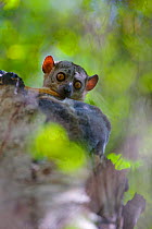 Randrianasolo&#39;s Sportive Lemur, (Lepilemur randrianasoloi) sitting in tree, Tsingy de Bemaraha National Park, Madagascar, Endangered, endemic.
