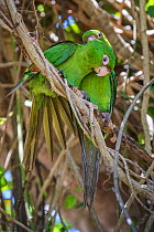 Cuban parakeet (Psittacara euops) preening each other Bermejas, Cuba. Endemic.