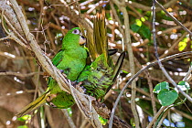 Cuban parakeet (Psittacara euops) preening each other .Bermejas, Cuba. Endemic.