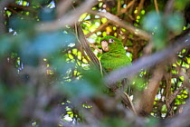 Cuban parakeet (Psittacara euops) Bermejas, Cuba. Endemic.