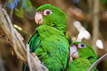 Cuban parakeets (Psittacara euops) Bermejas, Cuba. Endemic.