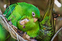 Cuban parakeets (Psittacara euops) preening each other, Bermejas, Cuba. Endemic.