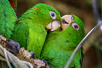 Cuban parakeets (Psittacara euops) preening each other, Bermejas, Cuba. Endemic.