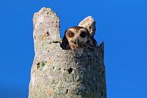 Cuban bare-legged owl (Margarobyas lawrencii) in nest hole. Cienaga de Zapata, Cuba.