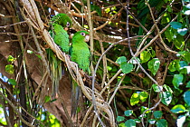 Cuban parakeets (Psittacara euops) .Bermejas, Cuba. Endemic.