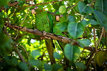 Cuban Parakeet (Psittacara euops) perched, Cuba. Endemic.