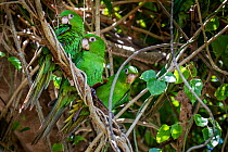 Cuban Parakeets (Psittacara euops) group perched, Cuba