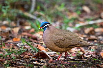 Blue-headed quail-dove (Starnoenas cyanocephala) on ground, Cuba