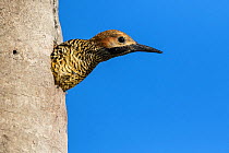 Fernandina&#39;s flicker (Colaptes fernandinae) peering out of nest hole, Cuba