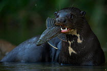 Giant otter (Pteronura brasiliensis) feeding on a Pleco catfish (Loricariidae) Rio Cuiaba, Pantanal, Brazil