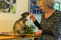 Margit Cianelli wildlife carer feeding radio collared Lumholtz&#39;s tree-kangaroo (Dendrolagus lumholtzi) &#39;Kimberley&#39;. This young tree kangaroo has been radio collared to allow it to explore...
