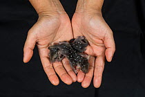 Northern quoll (Dasyurus hallucatus) orphan babies, held in human hands, Atherton Tablelands, Queensland, Australia.