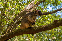 Radio collared Lumholtz&#39;s tree-kangaroo (Dendrolagus lumholtzi) &#39;Kimberley&#39;. The radio collar allows this juvenile to explore the nearby forest before its eventual release. Lumholtz Lodge,...