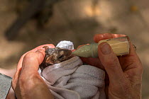 Margit Cianelli feeding Northern quoll (Dasyurus hallucatus) baby. Lumholtz Lodge, Atherton Tablelands, Queensland, Australia. Model released.