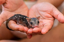 Northern quoll (Dasyurus hallucatus) orphan baby, held in human hands, Atherton Tablelands, Queensland, Australia.