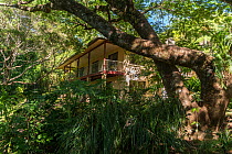 Lumholtz Lodge - Bed and Breakfast and home of Margit Cianelli, tree kangaroo wildlife carer. Lumholtz Lodge, Atherton Tablelands, Queensland, Australia. Model released.