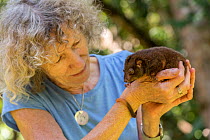 Wildlife carer Margit Cianelli with baby Herbert river ringtail possum (Pseudochirulus herbertensis) baby which she found lost on her property, Lumholtz Lodge, Atherton Tablelands, Queensland, Austral...